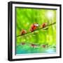 Funny Picture Of The Ladybugs Family Running On A Grass Bridge Over A Spring Flood-Kletr-Framed Photographic Print