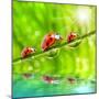 Funny Picture Of The Ladybugs Family Running On A Grass Bridge Over A Spring Flood-Kletr-Mounted Photographic Print