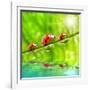 Funny Picture Of The Ladybugs Family Running On A Grass Bridge Over A Spring Flood-Kletr-Framed Photographic Print