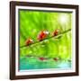 Funny Picture Of The Ladybugs Family Running On A Grass Bridge Over A Spring Flood-Kletr-Framed Photographic Print