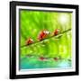 Funny Picture Of The Ladybugs Family Running On A Grass Bridge Over A Spring Flood-Kletr-Framed Photographic Print