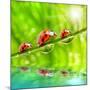 Funny Picture Of The Ladybugs Family Running On A Grass Bridge Over A Spring Flood-Kletr-Mounted Photographic Print