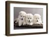 Funny Puppies of Samoyed Dog (Or Bjelkier)-Liliya Kulianionak-Framed Photographic Print