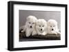 Funny Puppies of Samoyed Dog (Or Bjelkier)-Liliya Kulianionak-Framed Photographic Print