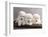 Funny Puppies of Samoyed Dog (Or Bjelkier)-Liliya Kulianionak-Framed Photographic Print