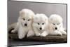 Funny Puppies of Samoyed Dog (Or Bjelkier)-Liliya Kulianionak-Mounted Photographic Print