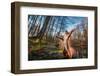 Funny Red Squirrell Standing in the Forest like Master of the Universe. Comic Animal-Mny-Jhee-Framed Photographic Print