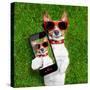Funny Selfie Dog-Javier Brosch-Stretched Canvas
