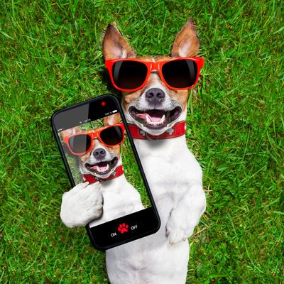 https://imgc.allpostersimages.com/img/posters/funny-selfie-dog_u-L-Q105AE20.jpg?artPerspective=n