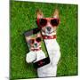 Funny Selfie Dog-Javier Brosch-Mounted Photographic Print