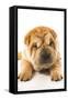 Funny Sharpei Puppy Isolated On White Background-NejroN Photo-Framed Stretched Canvas