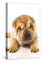 Funny Sharpei Puppy Isolated On White Background-NejroN Photo-Stretched Canvas