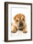 Funny Sharpei Puppy Isolated On White Background-NejroN Photo-Framed Photographic Print