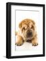 Funny Sharpei Puppy Isolated On White Background-NejroN Photo-Framed Photographic Print