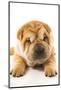 Funny Sharpei Puppy Isolated On White Background-NejroN Photo-Mounted Photographic Print