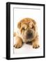 Funny Sharpei Puppy Isolated On White Background-NejroN Photo-Framed Photographic Print