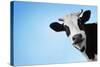 Funny Smiling Black And White Cow On Blue Clear Background-Dudarev Mikhail-Stretched Canvas