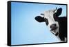 Funny Smiling Black And White Cow On Blue Clear Background-Dudarev Mikhail-Framed Stretched Canvas