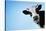 Funny Smiling Black And White Cow On Blue Clear Background-Dudarev Mikhail-Stretched Canvas