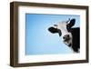 Funny Smiling Black And White Cow On Blue Clear Background-Dudarev Mikhail-Framed Premium Photographic Print