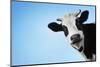 Funny Smiling Black And White Cow On Blue Clear Background-Dudarev Mikhail-Mounted Premium Photographic Print
