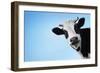 Funny Smiling Black And White Cow On Blue Clear Background-Dudarev Mikhail-Framed Photographic Print