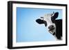 Funny Smiling Black And White Cow On Blue Clear Background-Dudarev Mikhail-Framed Photographic Print