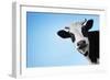 Funny Smiling Black And White Cow On Blue Clear Background-Dudarev Mikhail-Framed Photographic Print