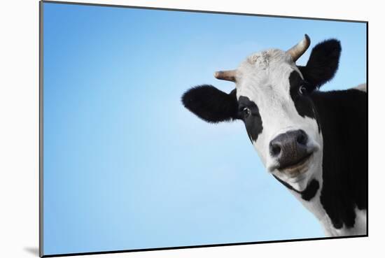 Funny Smiling Black And White Cow On Blue Clear Background-Dudarev Mikhail-Mounted Photographic Print