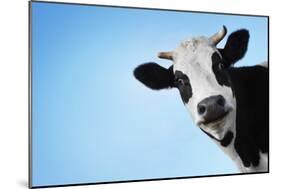 Funny Smiling Black And White Cow On Blue Clear Background-Dudarev Mikhail-Mounted Photographic Print