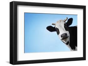 Funny Smiling Black And White Cow On Blue Clear Background-Dudarev Mikhail-Framed Photographic Print