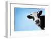 Funny Smiling Black And White Cow On Blue Clear Background-Dudarev Mikhail-Framed Photographic Print