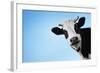 Funny Smiling Black And White Cow On Blue Clear Background-Dudarev Mikhail-Framed Photographic Print