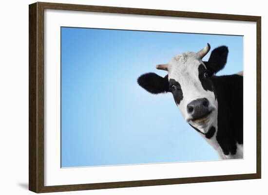 Funny Smiling Black And White Cow On Blue Clear Background-Dudarev Mikhail-Framed Photographic Print