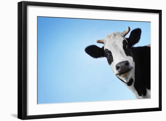 Funny Smiling Black And White Cow On Blue Clear Background-Dudarev Mikhail-Framed Photographic Print