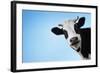 Funny Smiling Black And White Cow On Blue Clear Background-Dudarev Mikhail-Framed Photographic Print