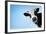 Funny Smiling Black And White Cow On Blue Clear Background-Dudarev Mikhail-Framed Photographic Print