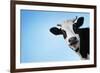 Funny Smiling Black And White Cow On Blue Clear Background-Dudarev Mikhail-Framed Photographic Print