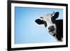 Funny Smiling Black And White Cow On Blue Clear Background-Dudarev Mikhail-Framed Photographic Print