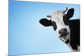 Funny Smiling Black And White Cow On Blue Clear Background-Dudarev Mikhail-Mounted Photographic Print