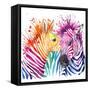 Funny Zebra T-Shirt Graphics, Rainbow Zebra Illustration with Splash Watercolor Textured Background-Faenkova Elena-Framed Stretched Canvas