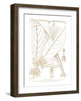 Funtumia Africana-Maria Mendez-Framed Giclee Print