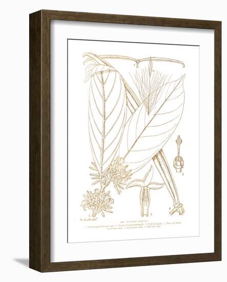 Funtumia Africana-Maria Mendez-Framed Giclee Print