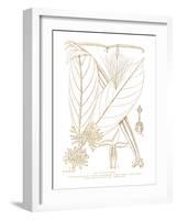 Funtumia Africana-Maria Mendez-Framed Giclee Print