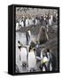 Fur Seal and King Penguins, St. Andrews Bay, South Georgia, South Atlantic-Robert Harding-Framed Stretched Canvas