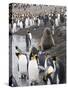 Fur Seal and King Penguins, St. Andrews Bay, South Georgia, South Atlantic-Robert Harding-Stretched Canvas