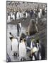 Fur Seal and King Penguins, St. Andrews Bay, South Georgia, South Atlantic-Robert Harding-Mounted Photographic Print