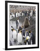 Fur Seal and King Penguins, St. Andrews Bay, South Georgia, South Atlantic-Robert Harding-Framed Photographic Print