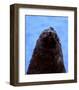 Fur Seal, Antarctica-Charles Glover-Framed Art Print