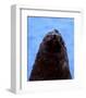 Fur Seal, Antarctica-Charles Glover-Framed Art Print